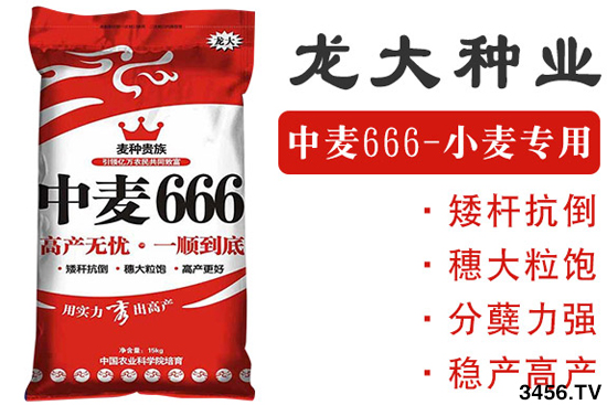 小麦想高产,选种很关键!如何挑选好的小麦种子? 小麦想高产,选种很关键!如何挑选好的小麦种子?