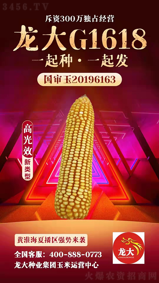龙大G1618-玉米种子-龙大种业2.jpg