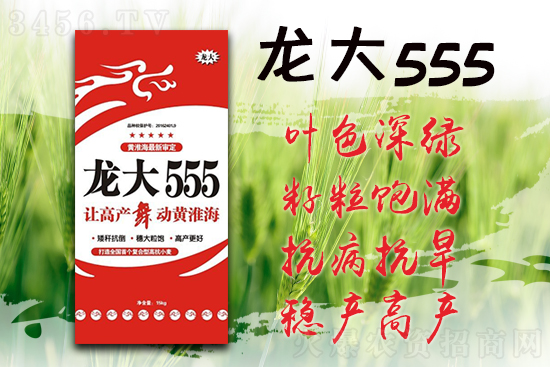龙大555-小麦种子-龙大种业2.jpg